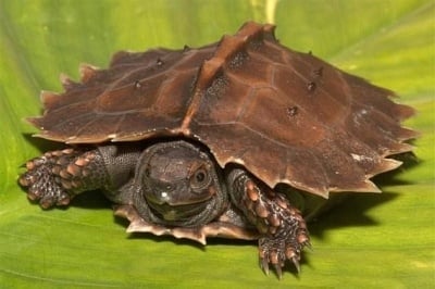 Бодлива костенурка