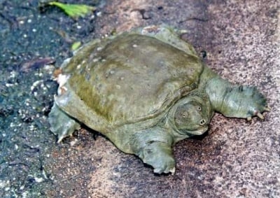Китайска мекочерупческа костенурка