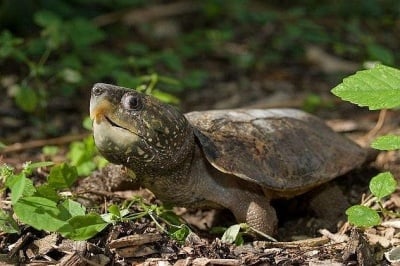 Главеста костенурка