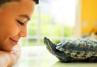 Дете с костенурка за домашен любимец