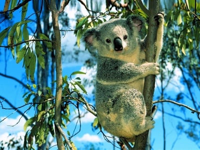 Къде живее коалата