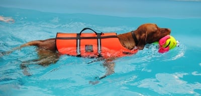 Как да науча кучето си да плува