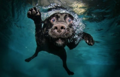 Как да предпазим кучето в басейн