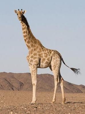 Колко е висок жирафа