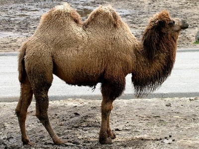 Колко е висока двугърбата камила