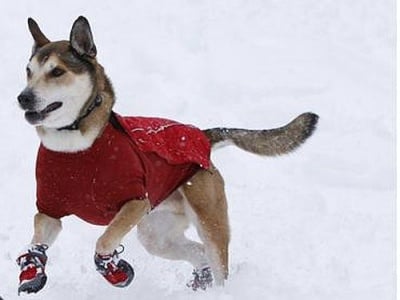 Куче с обувки през зимата