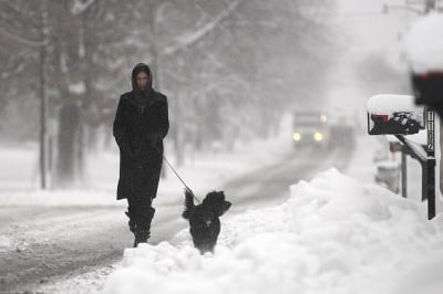 Куче се разхожда през зимата
