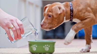Колко вода да пие кучето
