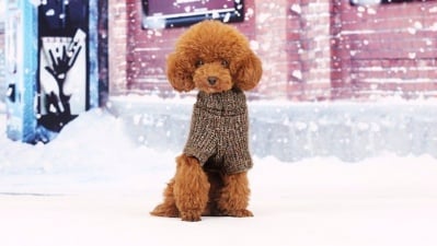 Модерен пуловер за кучета