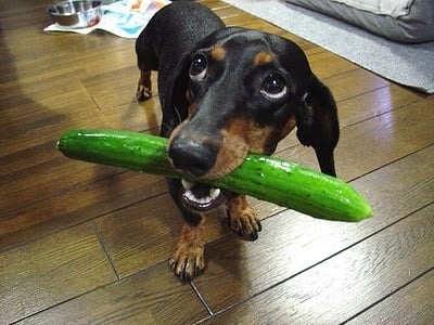 Може ли кучето да яде краставица