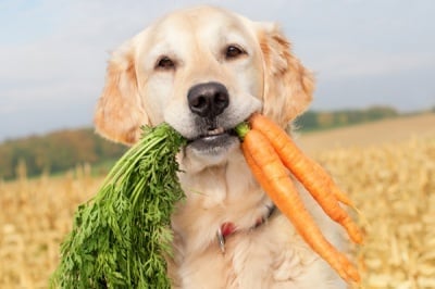 Може ли кучето да яде моркови