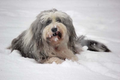 Защо кучетата обичат сняг