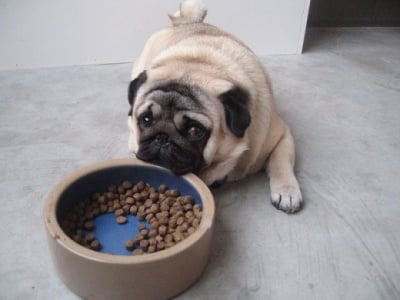 Защо кучето не иска да се храни