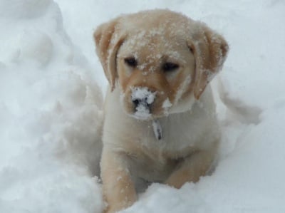 Защо кучето обича да яде сняг